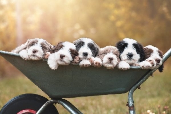 Ссылка кракен сегодня